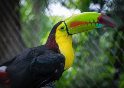 Antigua Exotic – Wildlife Rescue
